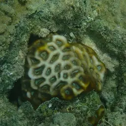 Larger Star Coral, photo 2