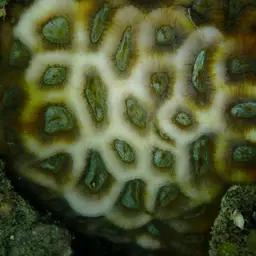 Larger Star Coral, photo 3