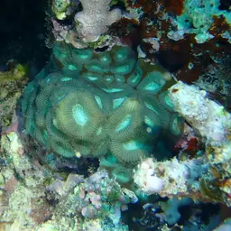 Larger Star Coral, photo 4