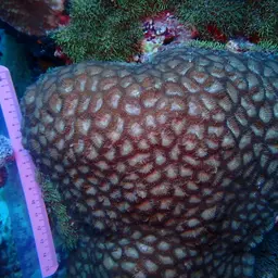 Larger Star Coral, photo 5