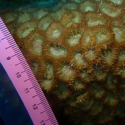Larger Star Coral, photo 6