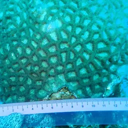 Larger Star Coral, photo 7