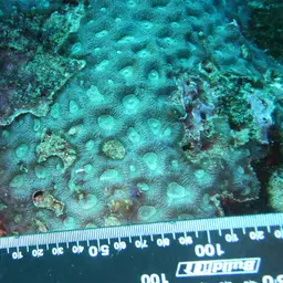 Larger Star Coral, photo 8