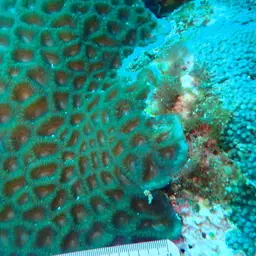 Larger Star Coral, photo 9