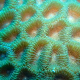 Larger Star Coral, photo 1