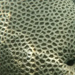 Larger Star Coral, photo 10