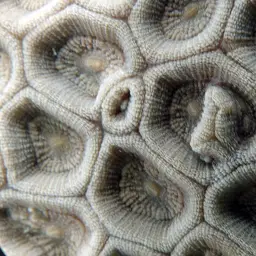 Larger Star Coral, photo 11