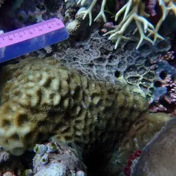 Larger Star Coral, photo 12