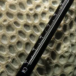 False Knob Coral, photo 1