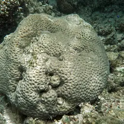 False Knob Coral, photo 2