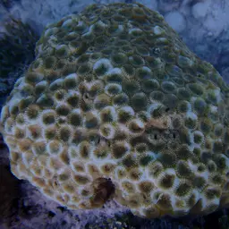 False Knob Coral, photo 3