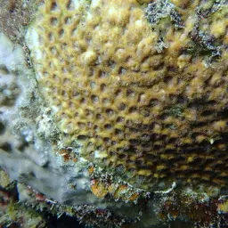 False Knob Coral, photo 4