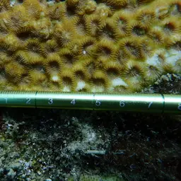 False Knob Coral, photo 5