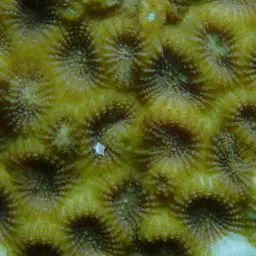 False Knob Coral, photo 6