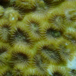False Knob Coral, photo 7