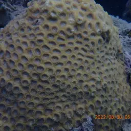 False Knob Coral, photo 8