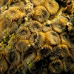 False Knob Coral, photo 9