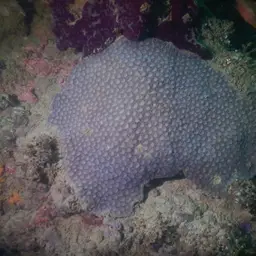 False Knob Coral, photo 10