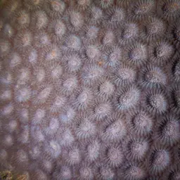 False Knob Coral, photo 12