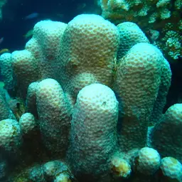 Larger Star Coral, photo 2