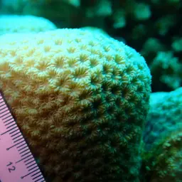 Larger Star Coral, photo 3
