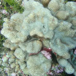 Larger Star Coral, photo 4