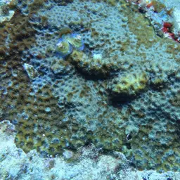 Larger Star Coral, photo 5