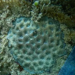 Larger Star Coral, photo 6