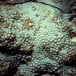 Larger Star Coral, photo 7