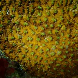 Larger Star Coral, photo 8
