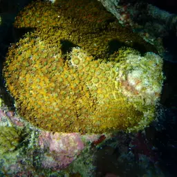 Larger Star Coral, photo 9