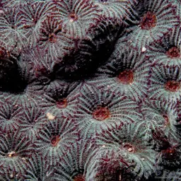 Larger Star Coral, photo 10