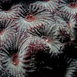 Larger Star Coral, photo 11