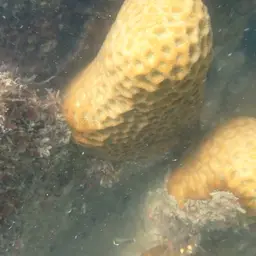 Larger Star Coral, photo 12