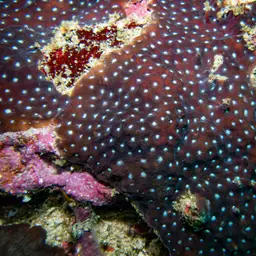 Larger Star Coral, photo 1