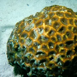 Knob Coral, photo 1