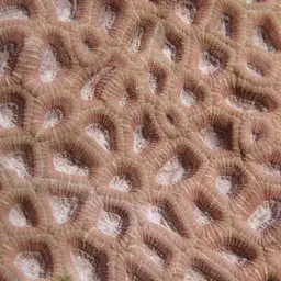 Knob Coral, photo 2