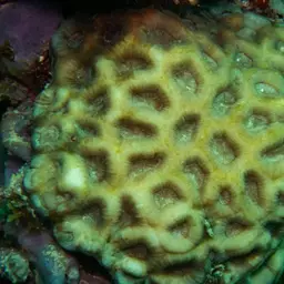 Knob Coral, photo 3