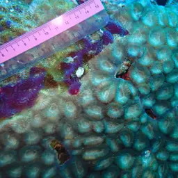 Knob Coral, photo 4