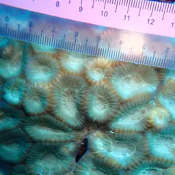 Knob Coral, photo 5