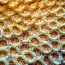 Knob Coral, photo 6