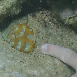 Knob Coral, photo 7