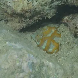 Knob Coral, photo 8