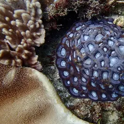 Knob Coral, photo 9