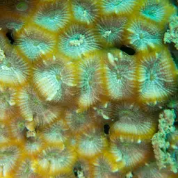 Knob Coral, photo 10