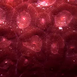 Knob Coral, photo 11