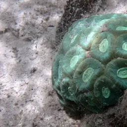 Knob Coral, photo 12