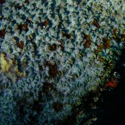 Larger Star Coral, photo 1