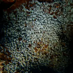 Larger Star Coral, photo 2