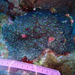 Larger Star Coral, photo 3